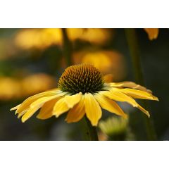 Jeżówka 'Golden Skipper'
